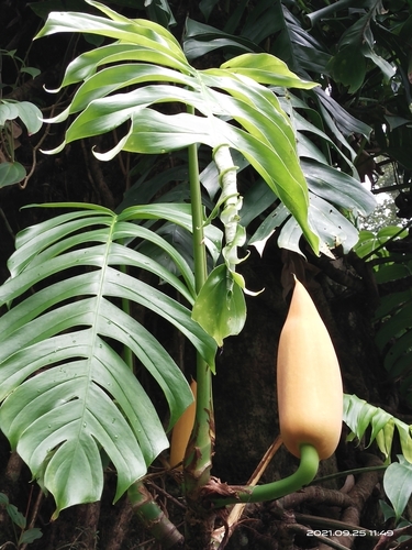 Rhaphidophora decursiva (Creeping philodendron) — photo