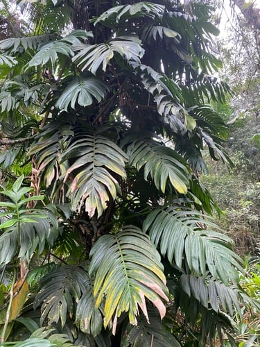 Rhaphidophora decursiva