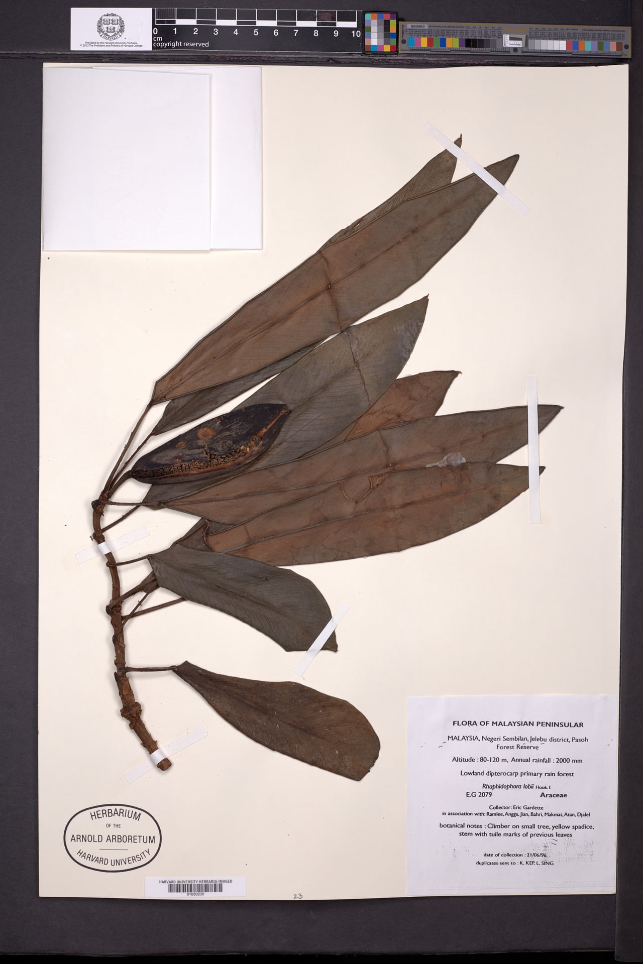 Rhaphidophora lobbii