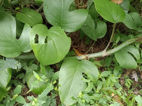 Rhaphidophora pertusa (Khatimo) — photo