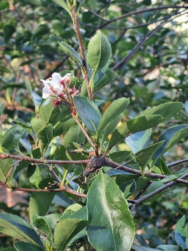 Rhaphiolepis indica (Indian hawthorn) — photo