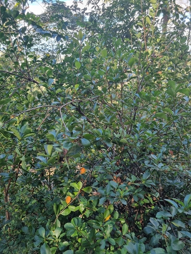 Rhaphiolepis indica (Indian hawthorn) — photo
