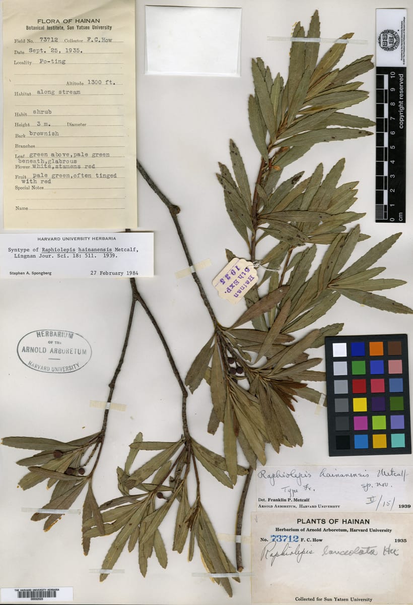 Rhaphiolepis lanceolata — photo