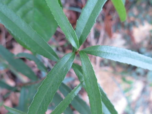 Rhaphiolepis lanceolata