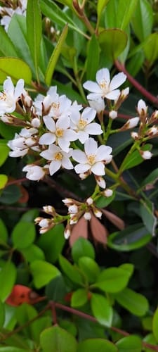 Rhaphiolepis umbellata (Japanese hawthorn) — photo