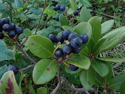 Rhaphiolepis umbellata (Japanese hawthorn) — photo