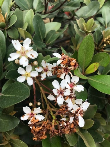 Rhaphiolepis umbellata
