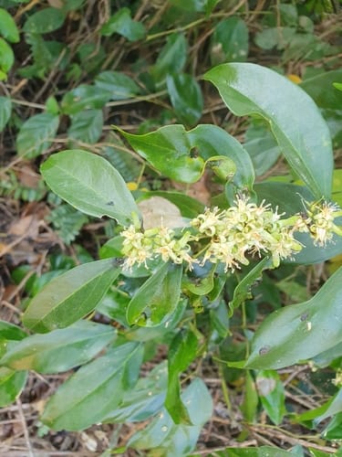 Rhaphiostylis beninensis — photo