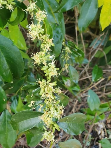 Rhaphiostylis beninensis — photo