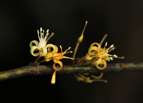Rhaphiostylis beninensis