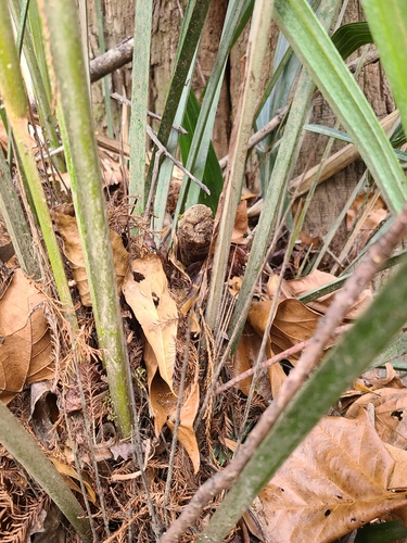 Rhapidophyllum hystrix (Needle palm) — photo