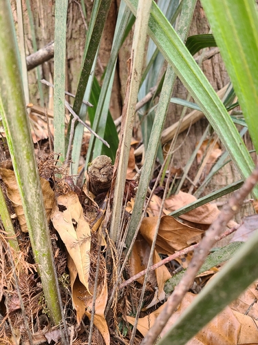 Rhapidophyllum hystrix (Needle palm) — photo
