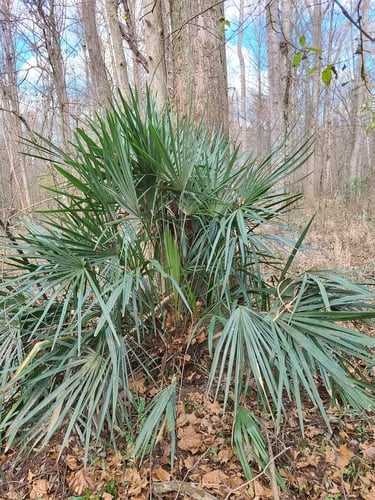 Rhapidophyllum hystrix