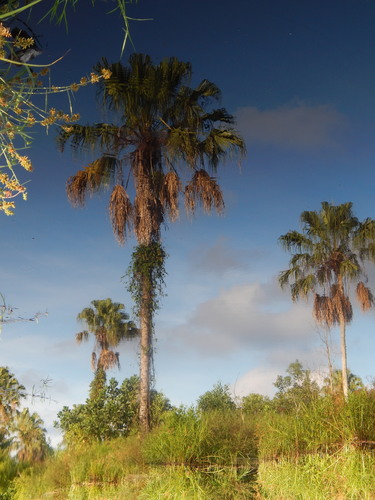 Rhapis cochinchinensis (Lao lady palm) — photo