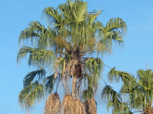 Rhapis cochinchinensis (Lao lady palm) — photo