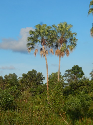 Rhapis cochinchinensis
