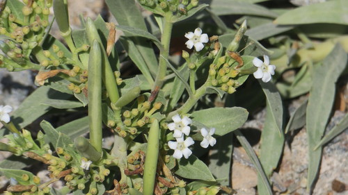 Rhazya stricta (Harmal) — photo