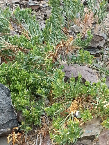 Rhazya stricta (Harmal) — photo