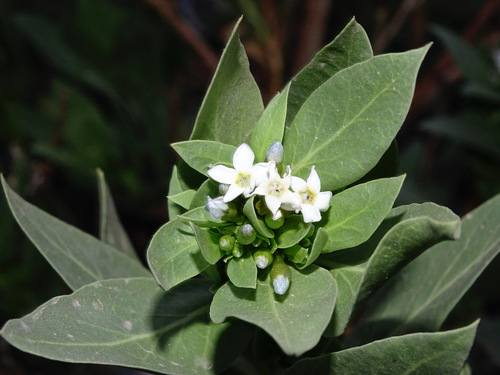 Rhazya stricta