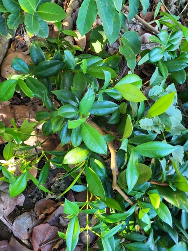 Rheedia acuminata