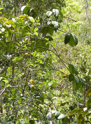 Rheedia lateriflora (Bolivian mangosteen) — photo