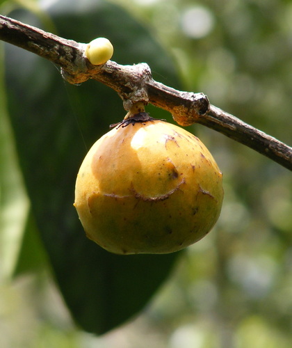 Rheedia lateriflora (Bolivian mangosteen) — photo