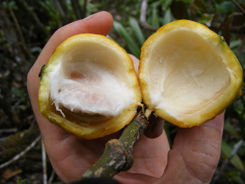 Rheedia lateriflora