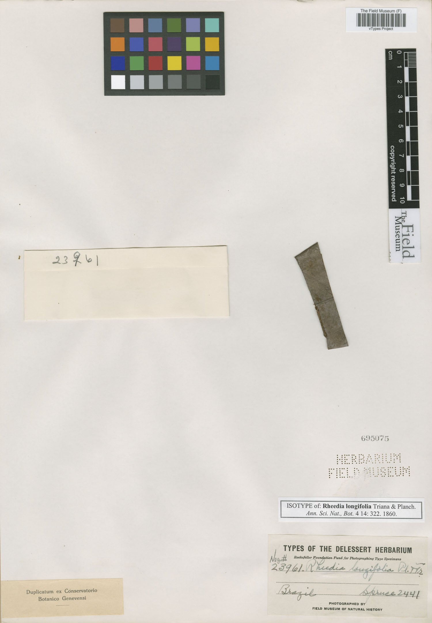 Rheedia longifolia — photo