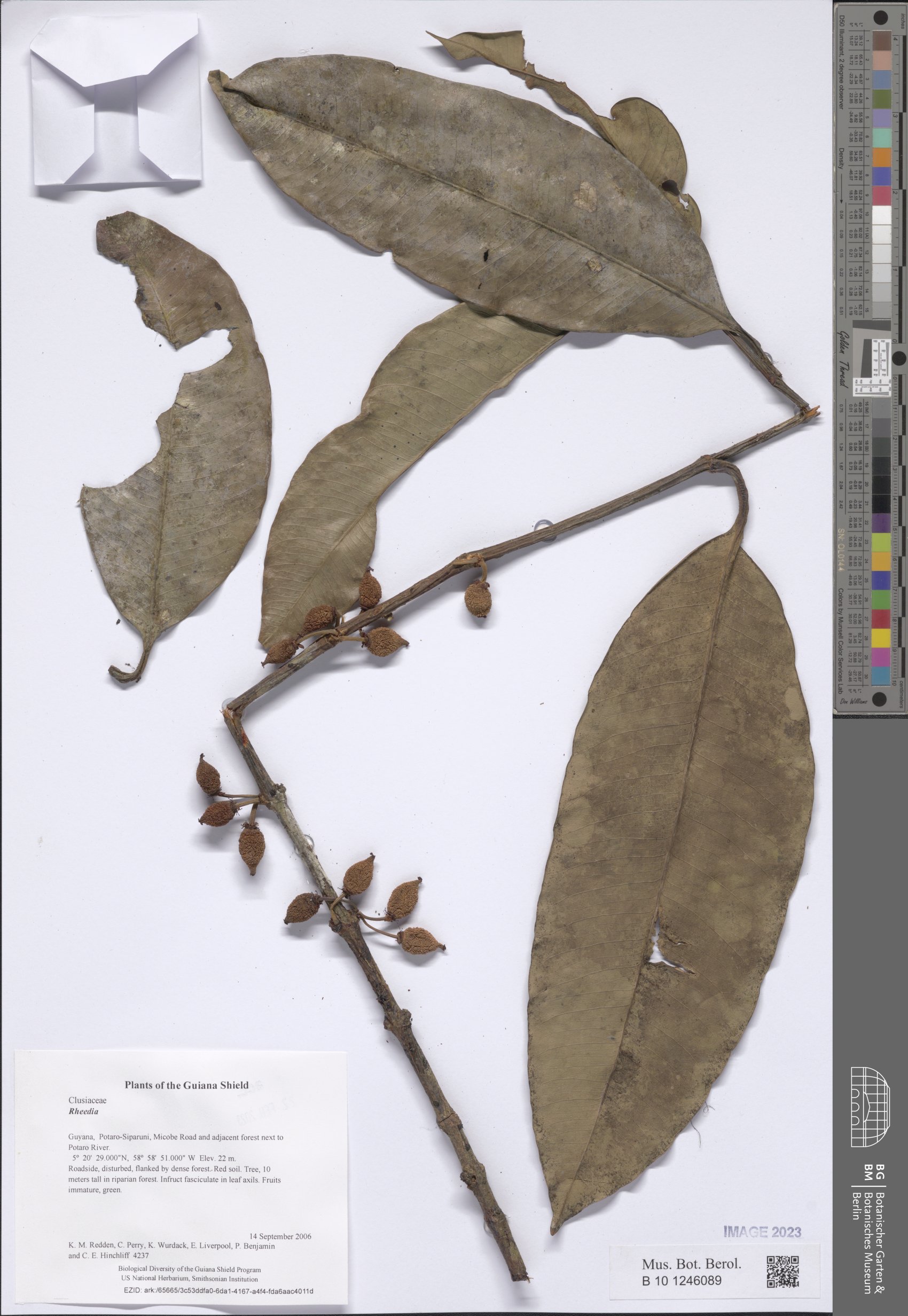 Rheedia macrocarpa