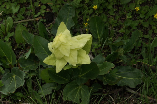 Rheum alexandrae