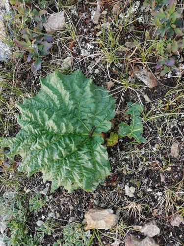 Rheum compactum (Pieplant) — photo