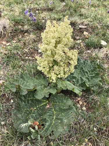 Rheum compactum (Pieplant) — photo