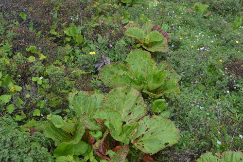 Rheum moorcroftianum (Dolya) — photo
