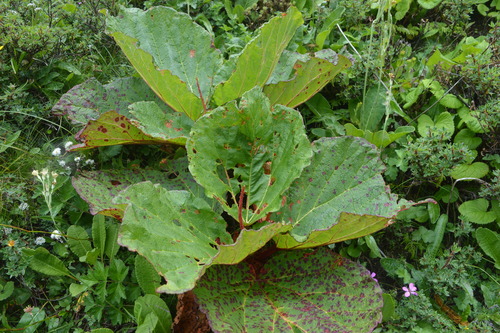Rheum moorcroftianum (Dolya) — photo