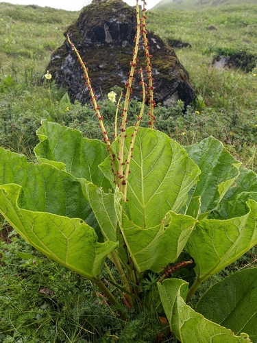 Rheum moorcroftianum