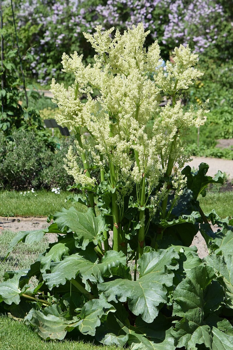 Rheum officinale (Chinese Rhubarb) — photo