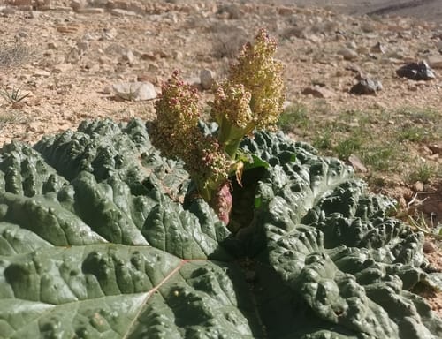 Rheum palaestinum (Palistinian rhubarb) — photo