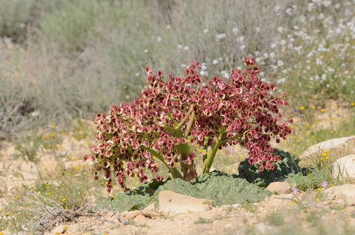 Rheum palaestinum