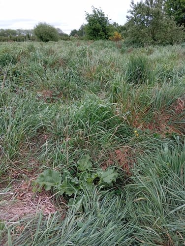 Rheum palmatum (Pieplant) — photo