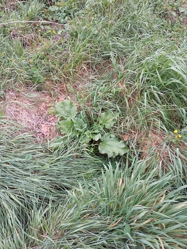 Rheum palmatum (Pieplant) — photo