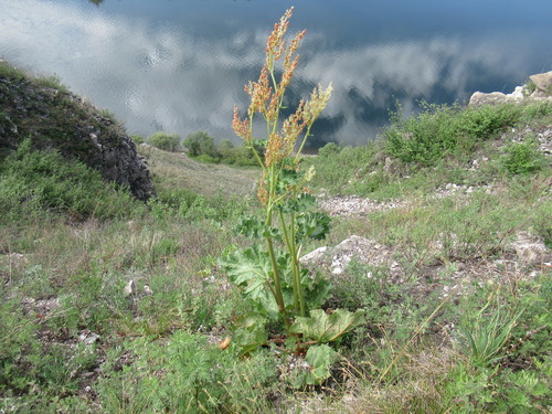 Rheum rhabarbarum (Rhubarb) — photo