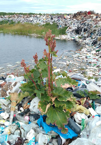 Rheum rhabarbarum (Rhubarb) — photo