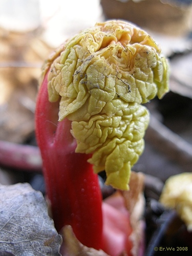 Rheum rhaponticum (False rhubarb) — photo