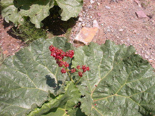 Rheum ribes (Currant-fruited rhubarb) — photo