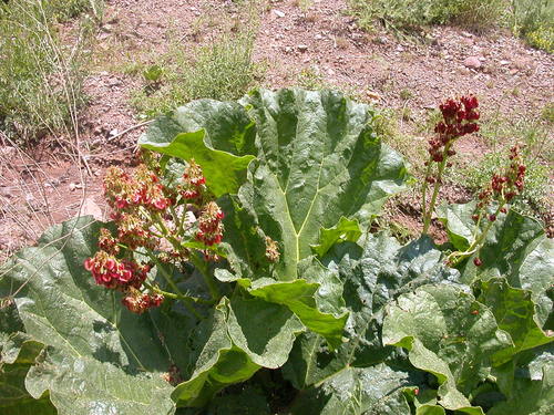 Rheum ribes
