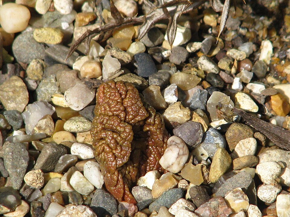 Rheum sp.