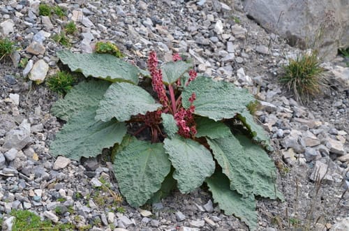 Rheum spiciforme (Taturi) — photo