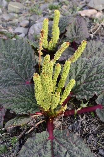 Rheum spiciforme (Taturi) — photo