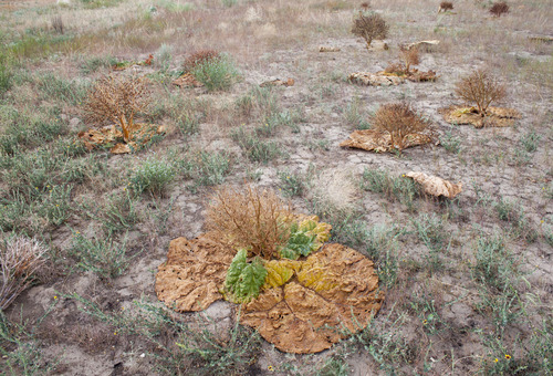 Rheum tataricum (Tartarian rhubarb) — photo