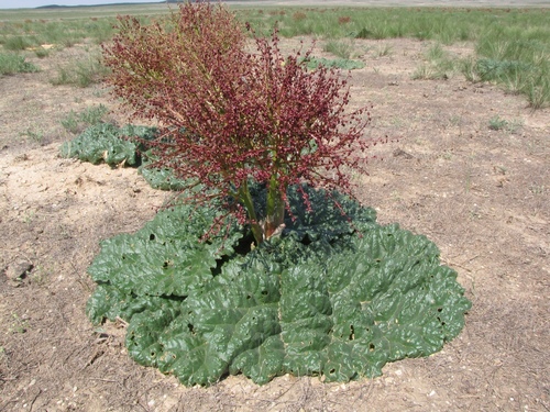 Rheum tataricum